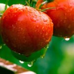 Tomateneule: Schädling aus dem Süden
