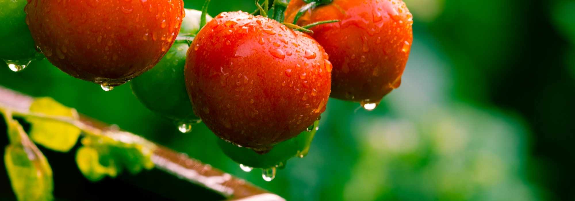 Tomateneule: Schädling aus dem Süden