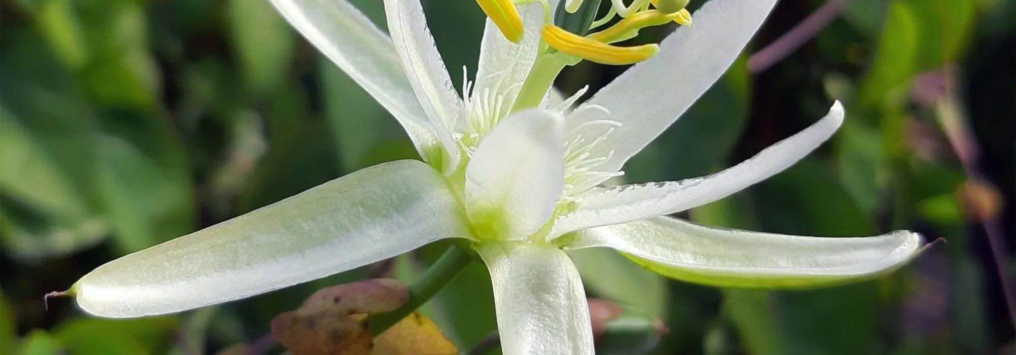 Die schönsten Passionsblumen mit weißen Blüten
