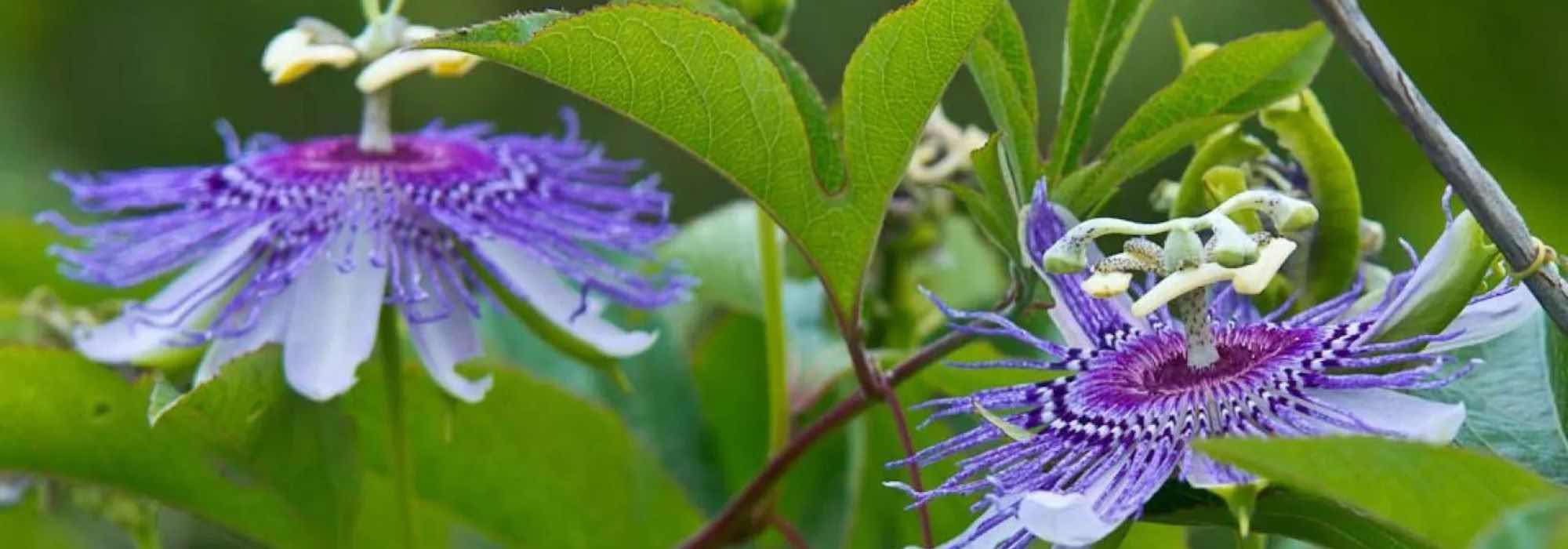 Die duftendsten Passionsblumen: Auswahl und Anbau