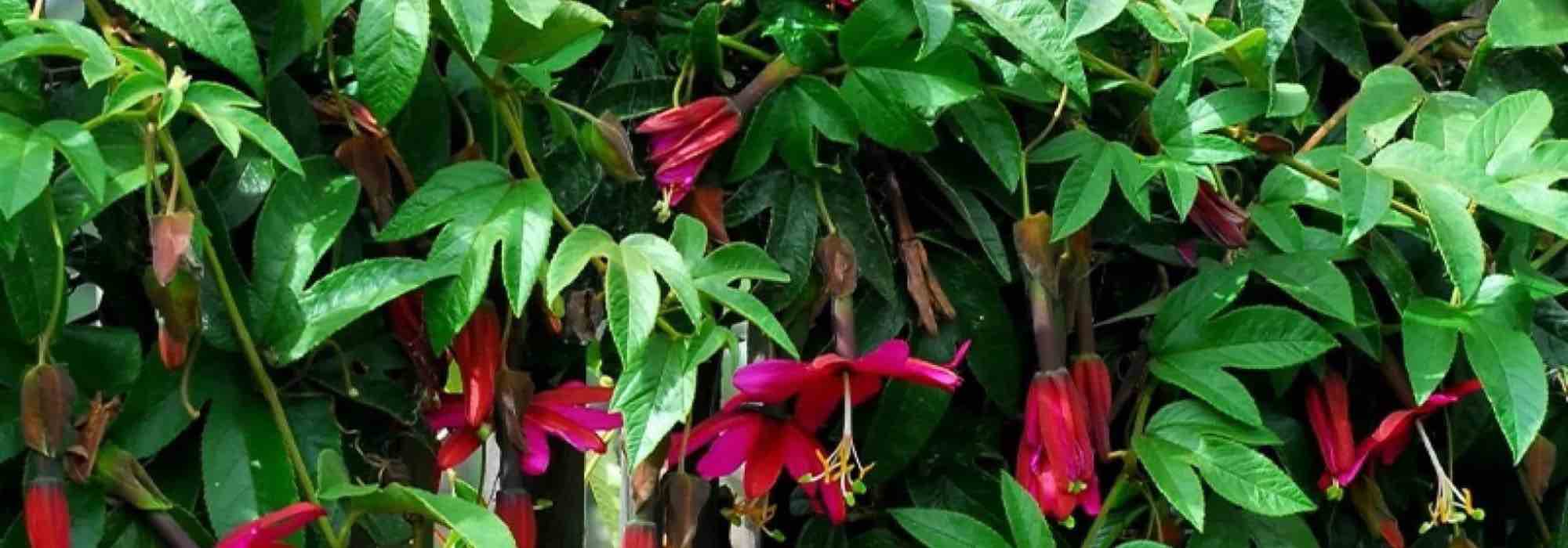 7 Passionsblumen mit rosa Blüten für den Garten