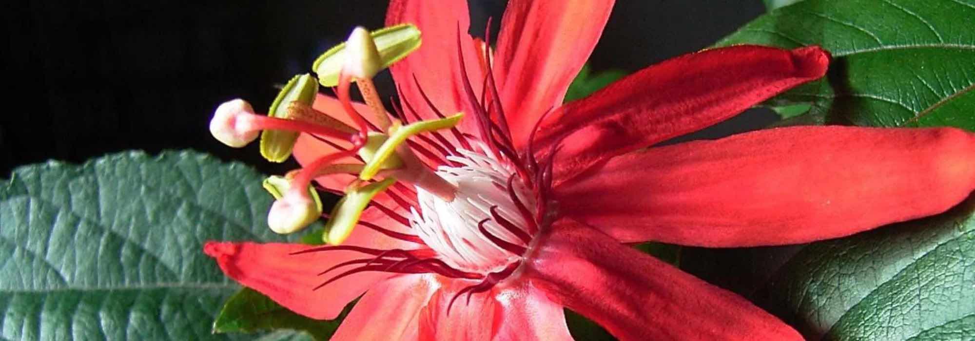 Die schönsten Passionsblumen mit roten Blüten