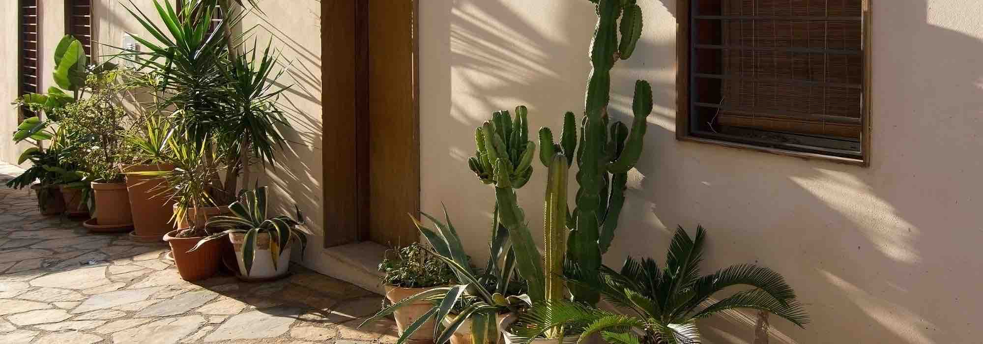 Zimmerpflanzen im Sommer ins Freie: Tipps
