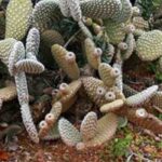 Opuntia auspflanzen: So geht's?