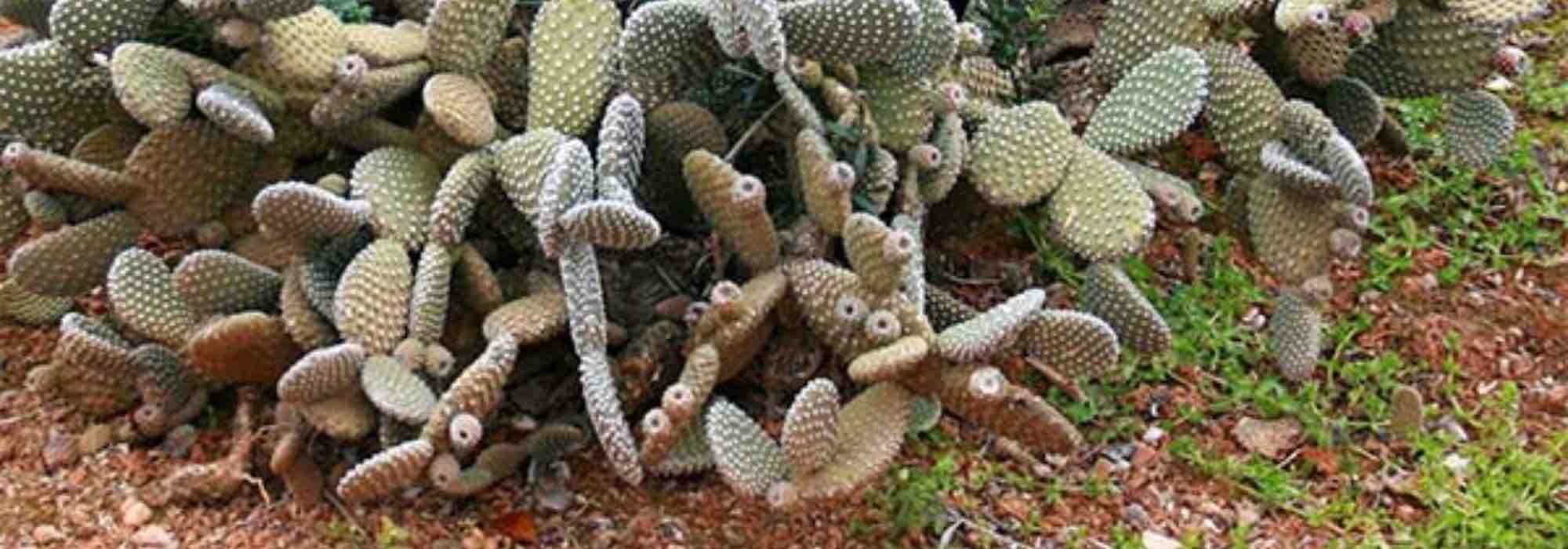 Opuntia auspflanzen: So geht's?