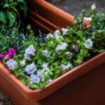 So ruinieren Sie Ihre Blumenkästen: 6 Lektionen?