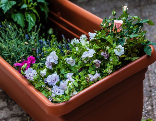 So ruinieren Sie Ihre Blumenkästen: 6 Lektionen?