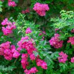 Unsere Auswahl an Kletterrosen mit rosafarbenen Blüten