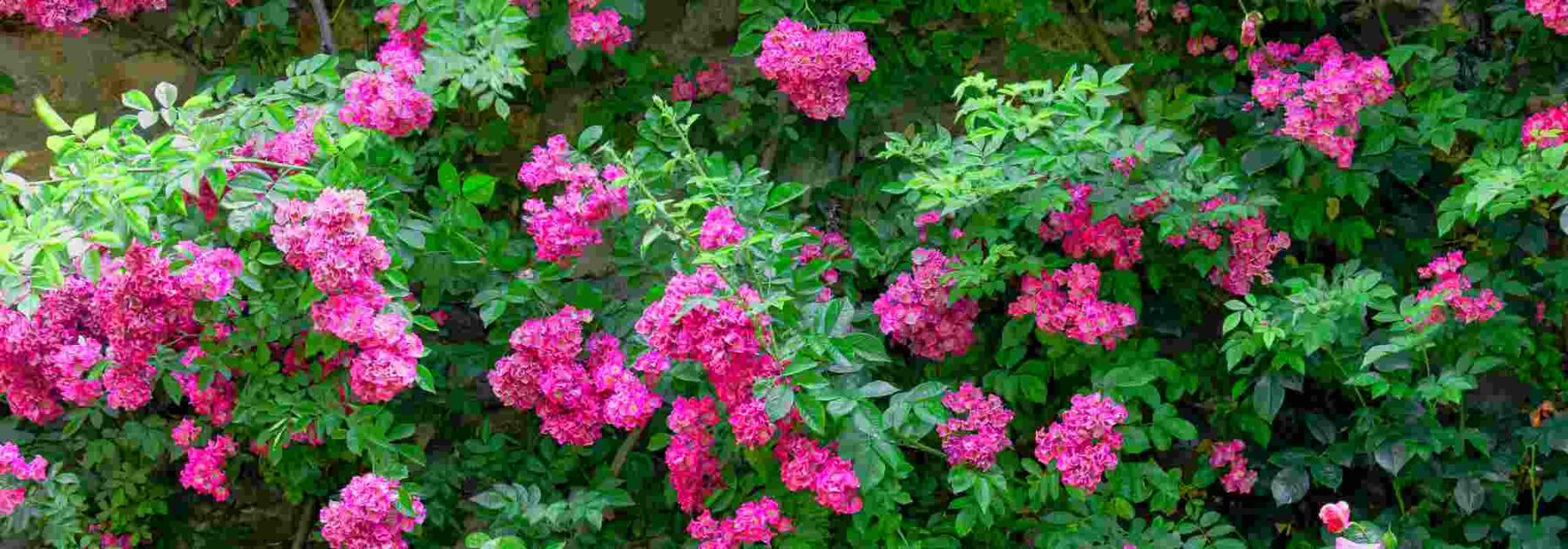 Unsere Auswahl an Kletterrosen mit rosafarbenen Blüten