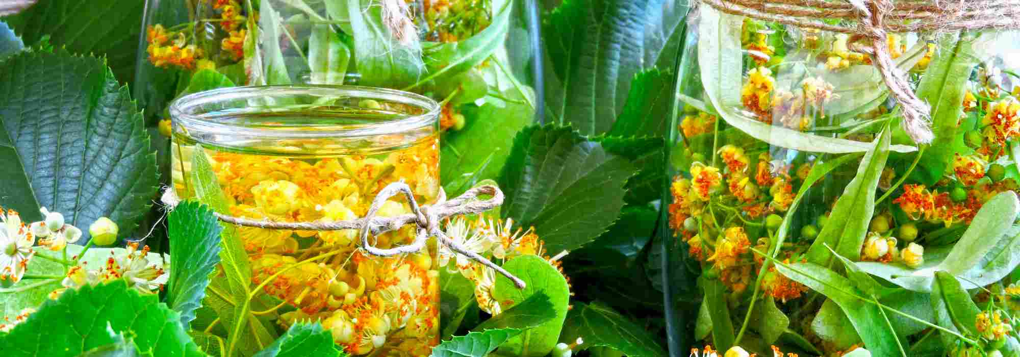 Frische Linde: vielseitiger Naturhelfer