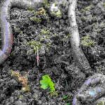 Bodenleben im Garten fördern?