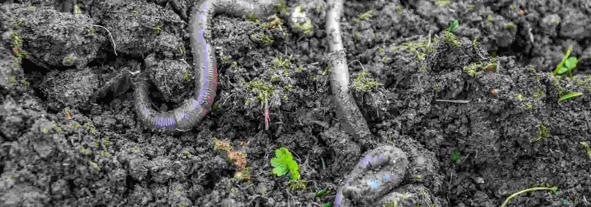 Bodenleben im Garten fördern?