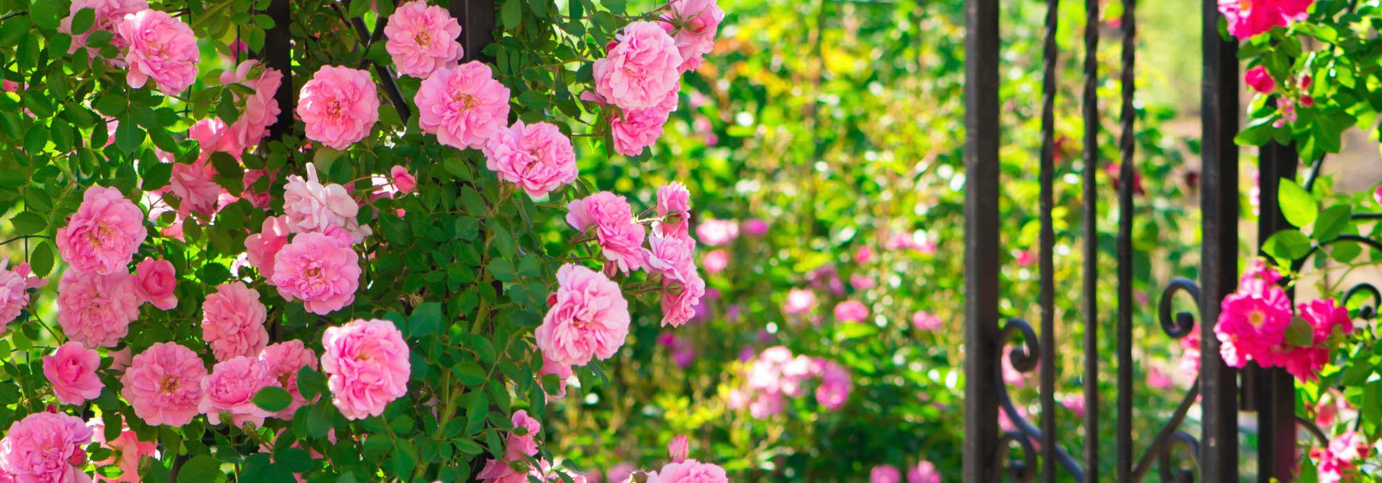 Romantischen Garten gestalten?