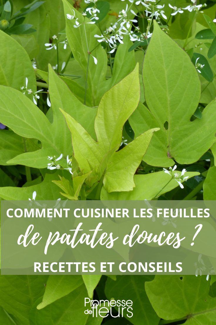 Die Blätter der Süßkartoffel (Ipomoea batatas) in der Küche verwenden