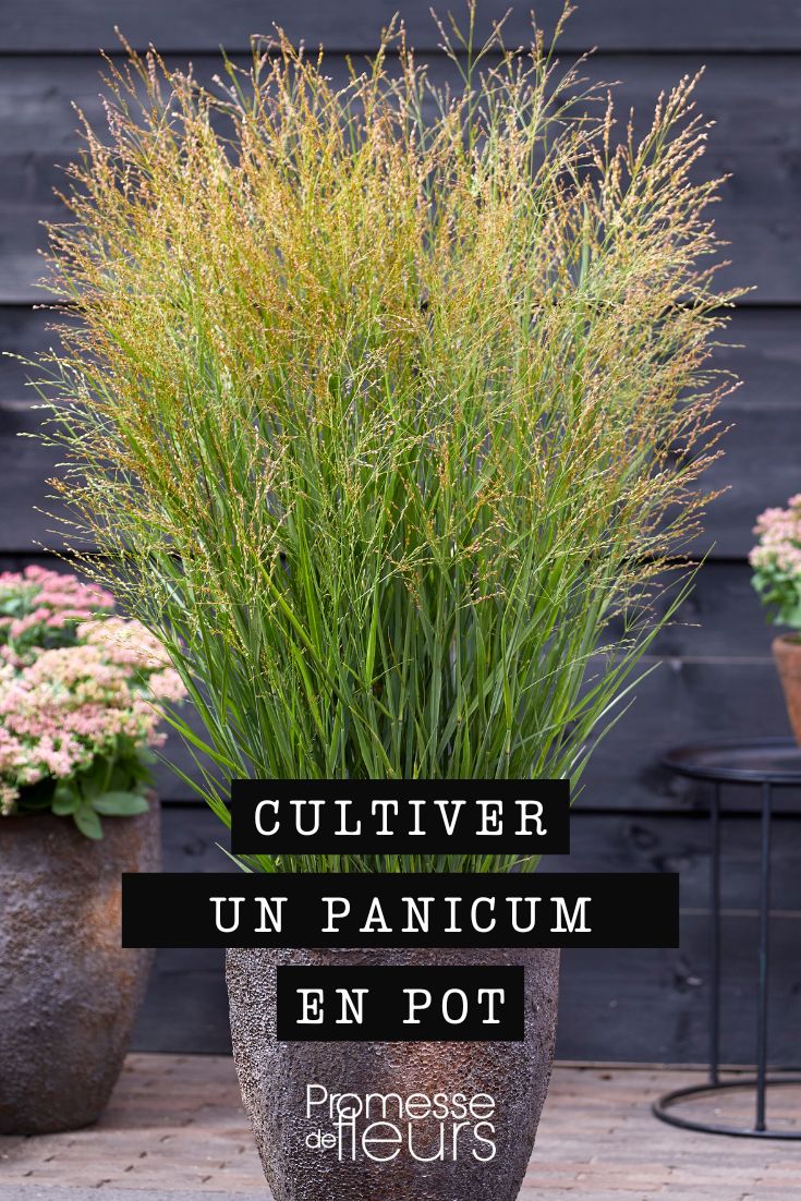 Panicum im Topf oder Pflanzkübel