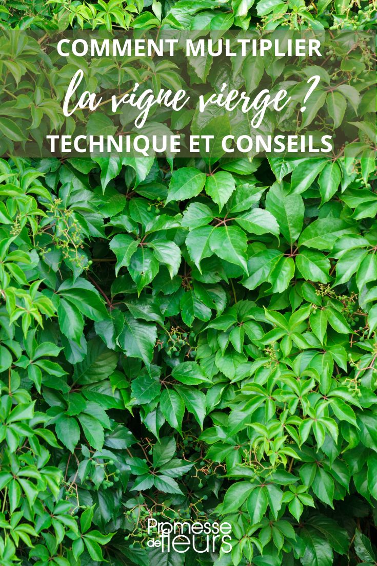 Parthenocissus vermehren durch Stecklinge und Ableger