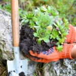 Sukkulenten ins Freiland pflanzen?
