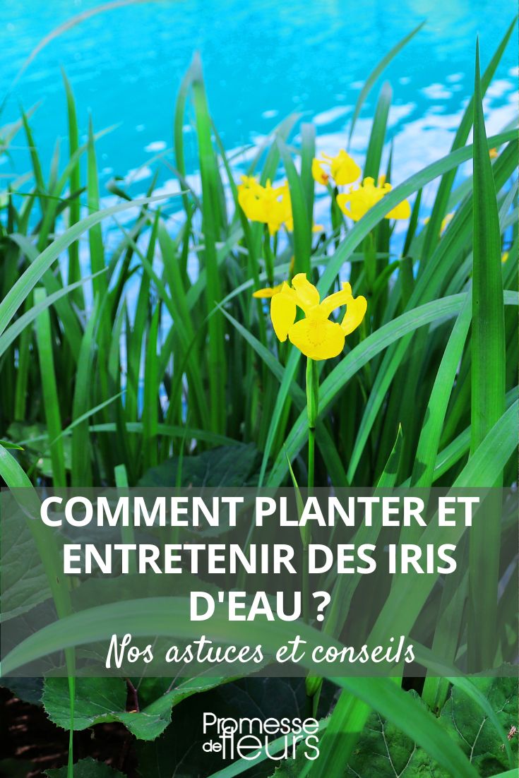 Iris im Wasser pflanzen