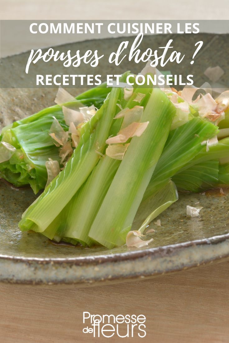 Rezepte und Tipps zum Kochen mit Hosta