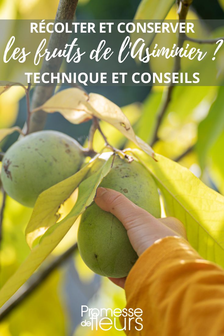 Pawpaws (deutsche Bezeichnung für Asimina)