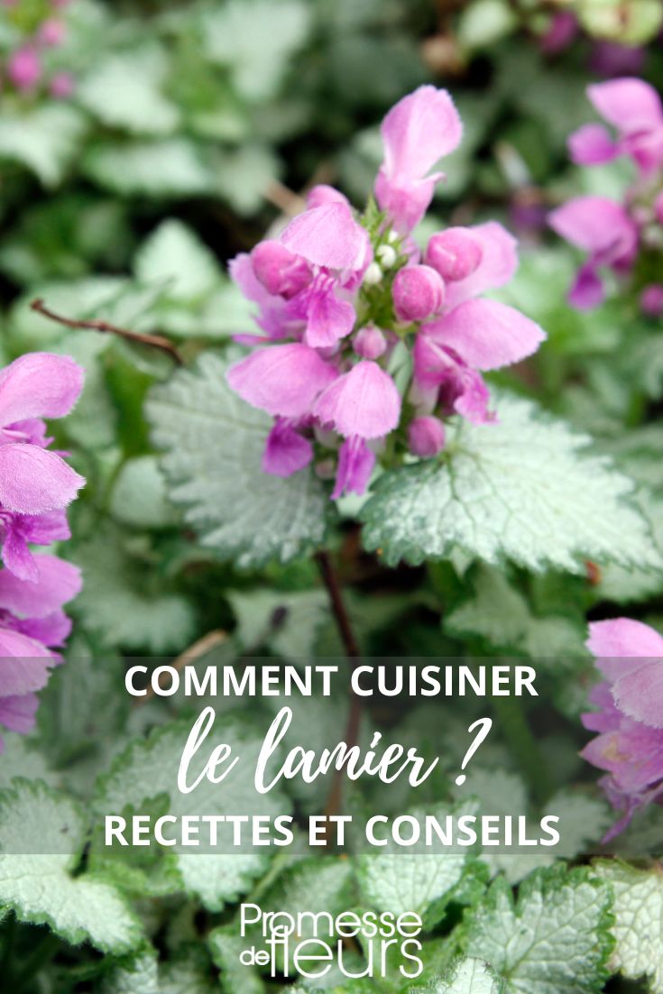 Lamium kochen