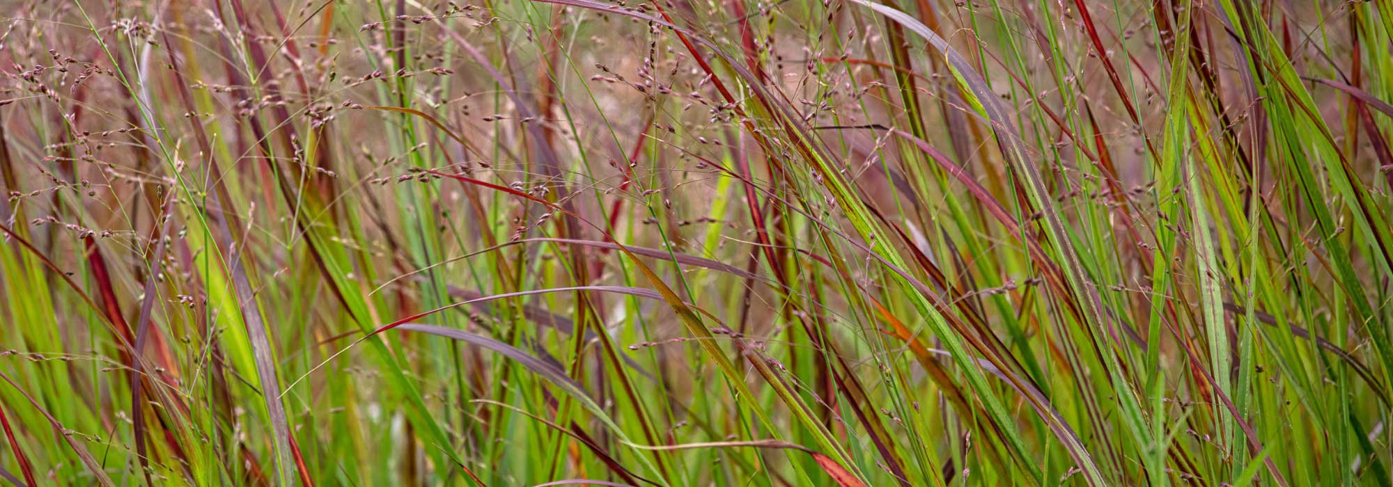 Panicum im Topf kultivieren?