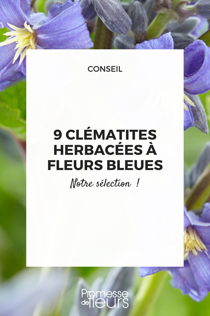 Clematis heracleifolia 'China Purple'