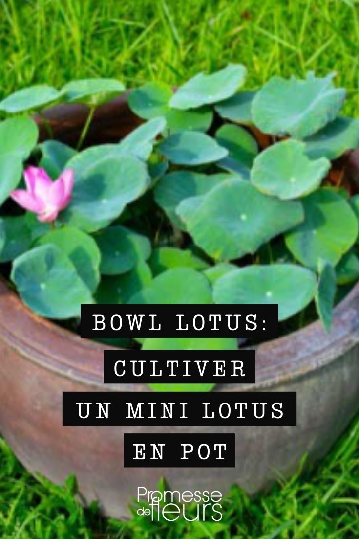 Schüssel-Lotus - Mini-Lotus