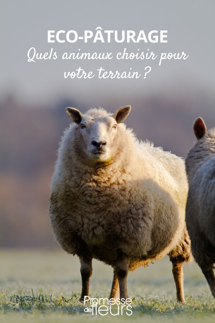 Mouton und Öko-Beweidung