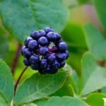 Eleutherococcus, Acanthopanax: Pflanzen, Pflegen und Schneiden