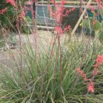 Hesperaloe - Rote Yucca: Pflanzung, Pflege und Kultivierung
