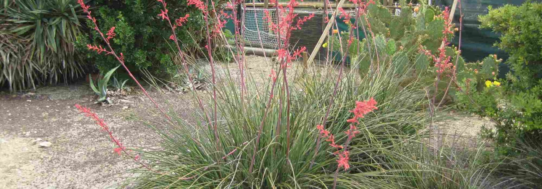 Hesperaloe - Rote Yucca: Pflanzung, Pflege und Kultivierung
