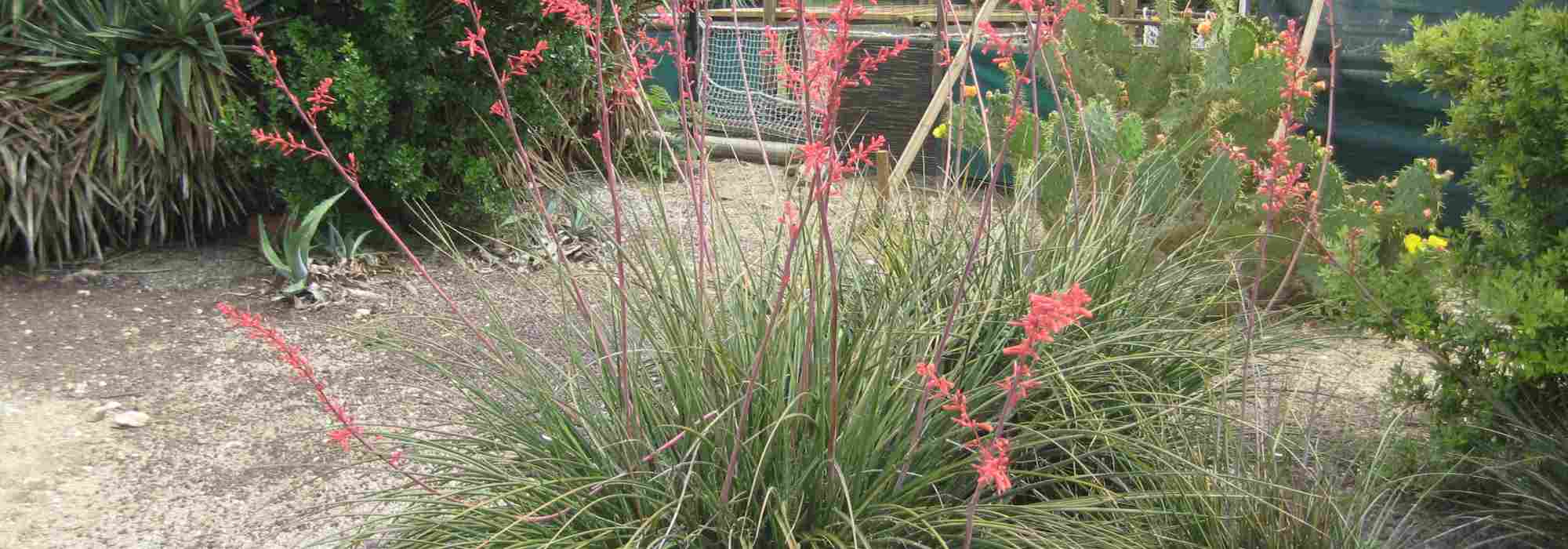 Hesperaloe - Rote Yucca: Pflanzung, Pflege und Kultivierung