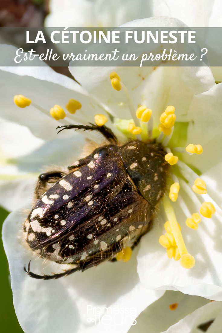Oxythyrea funesta (Gemeiner Blatthornkäfer)