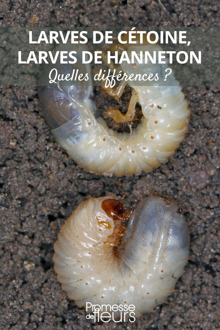 Unterschiede zwischen den Larven von Rosenkäfern und Maikäfern