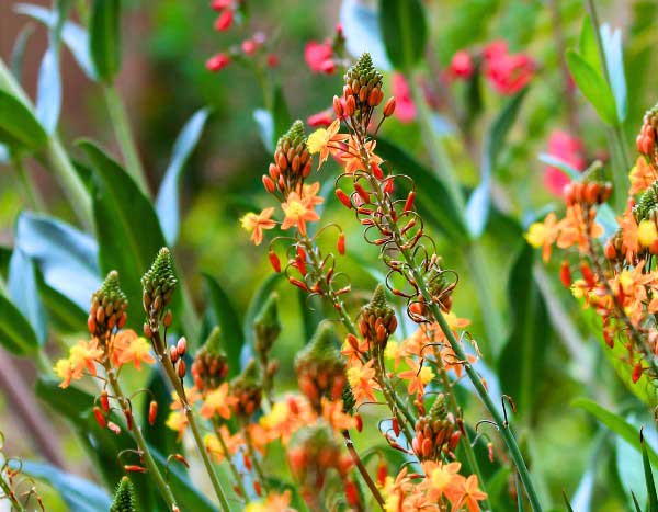 Bulbine vermehren?