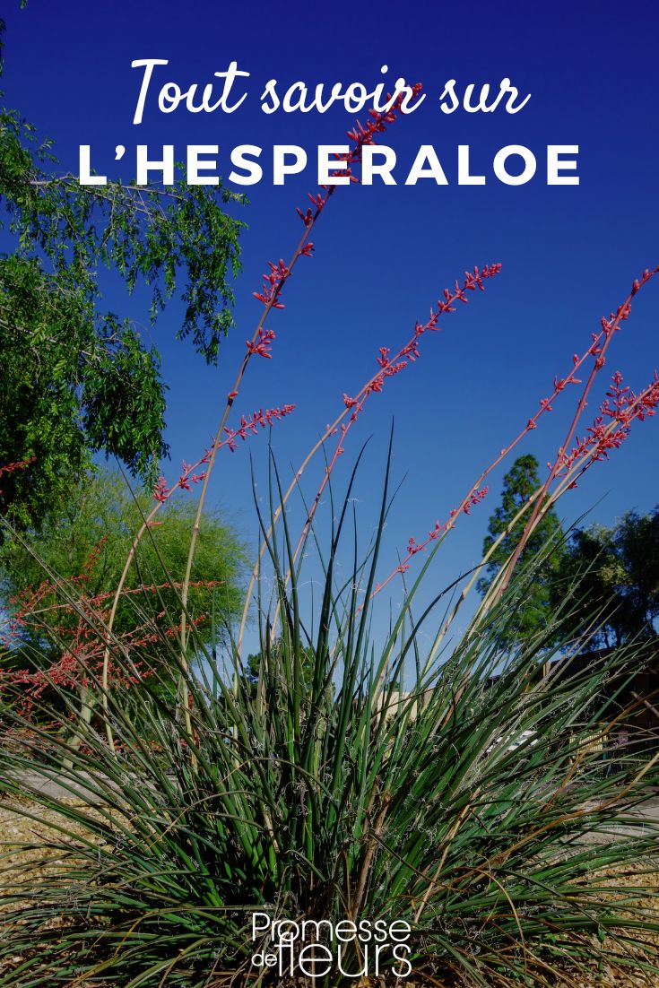 Pflanzenporträt Hesperaloe Hesperaloe-Yucca rot
