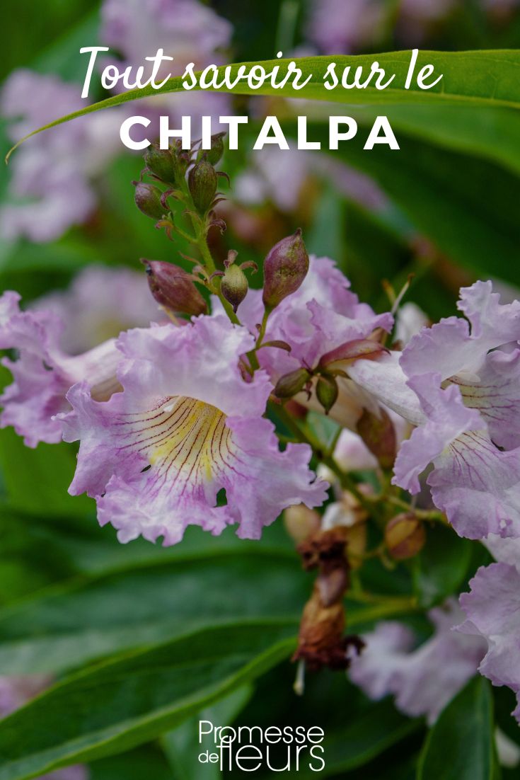 Pflanzenporträts Chitalpa Chitalpa