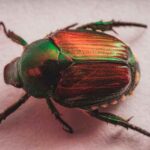 Japanischer Käfer – Popillia japonica: eine neue invasive Bedrohung?