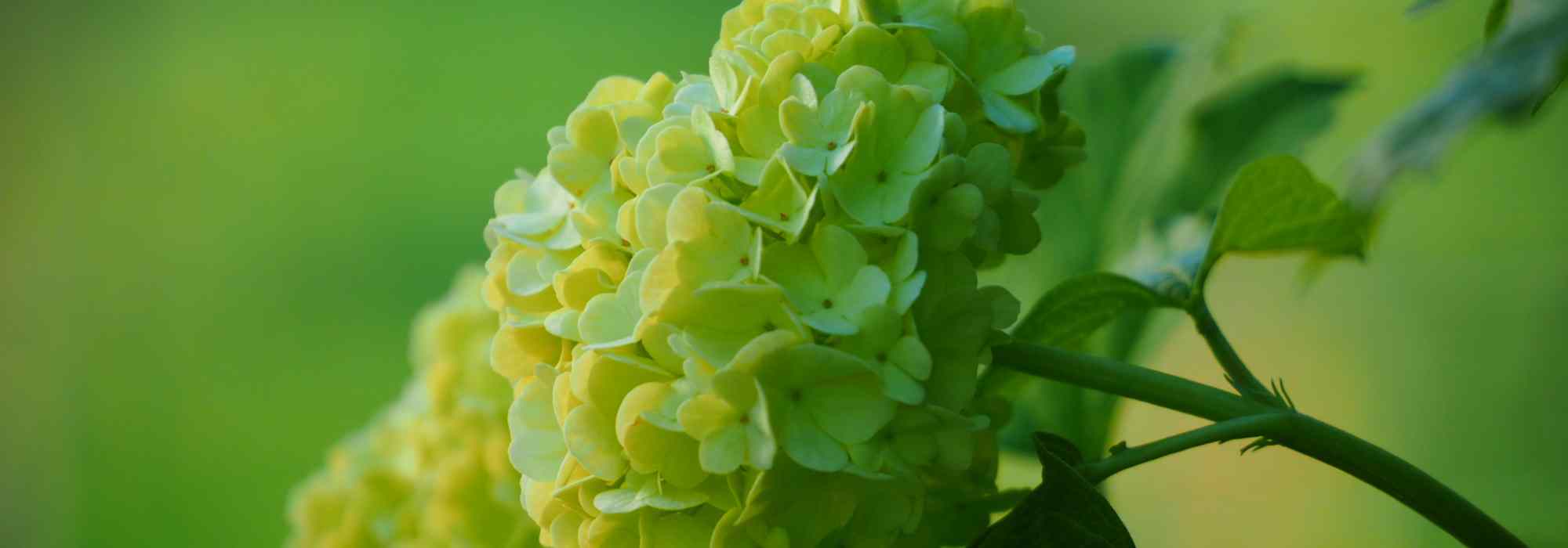 7 schöne Ideen für Kombinationen mit grünen Blumen