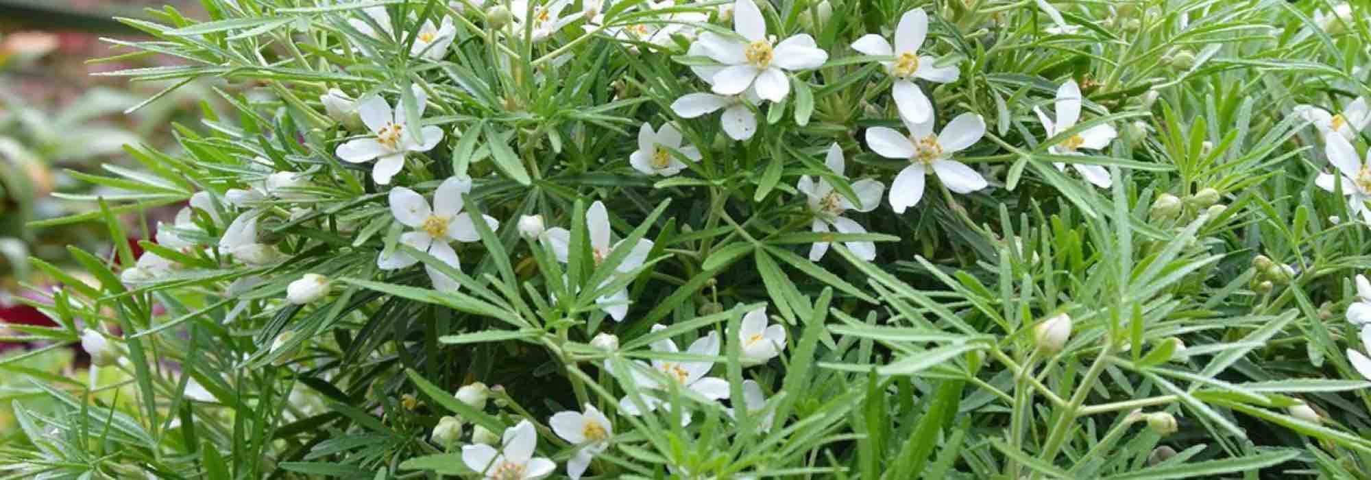 7 Orangenblumen für den Topf