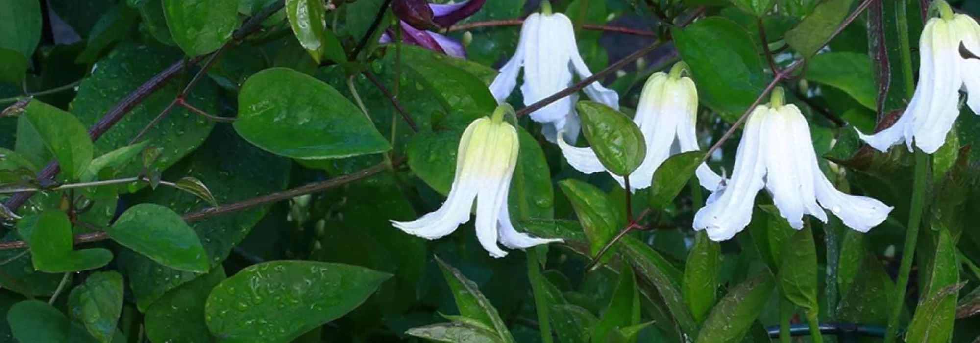 Stauden-Waldreben: schönste Sorten mit weißen Blüten