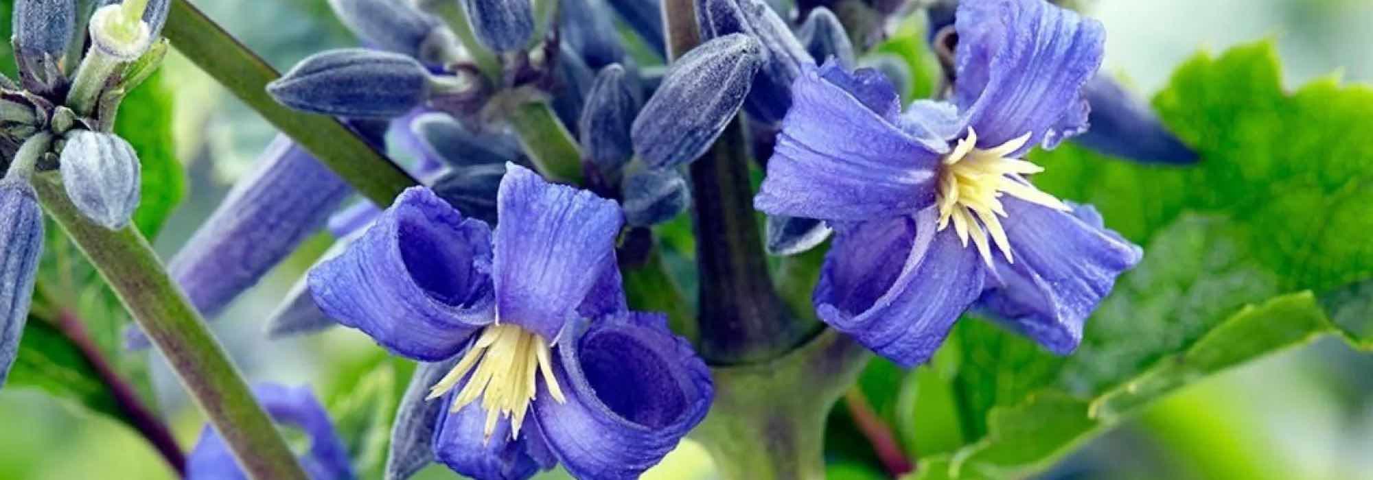 9 Stauden-Waldreben mit prächtigen blauen Blüten