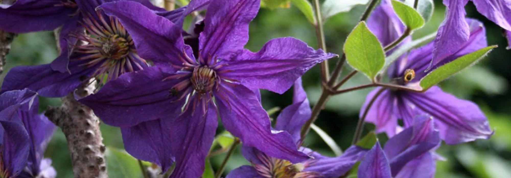 Stauden-Waldreben: Top 5 in Violett und Mauve