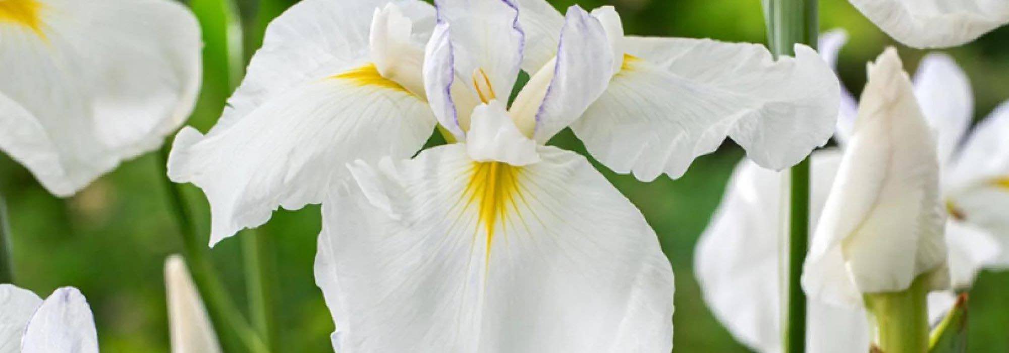 7 Gelbe Sumpf-Schwertlilien mit weißen Blüten