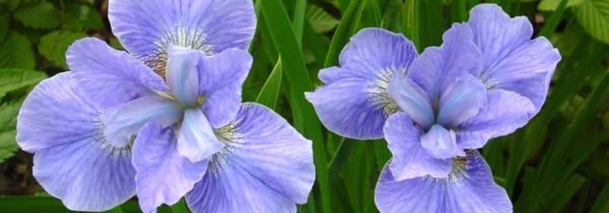 9 wunderschöne Gelbe Sumpf-Schwertlilien mit blauen Blüten