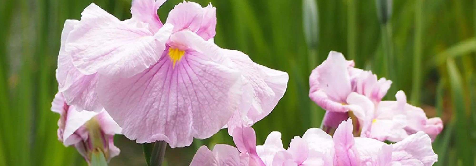 7 rosa blühende Gelbe Sumpf-Schwertlilien für Feuchtgebiete