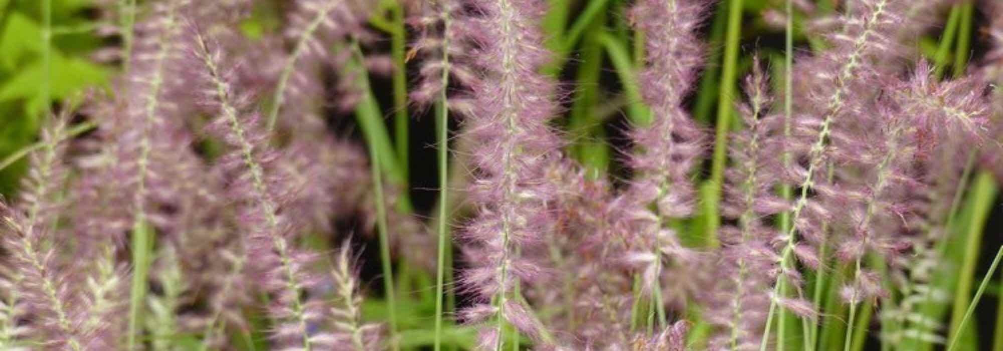 Pennisetum im Topf kultivieren?