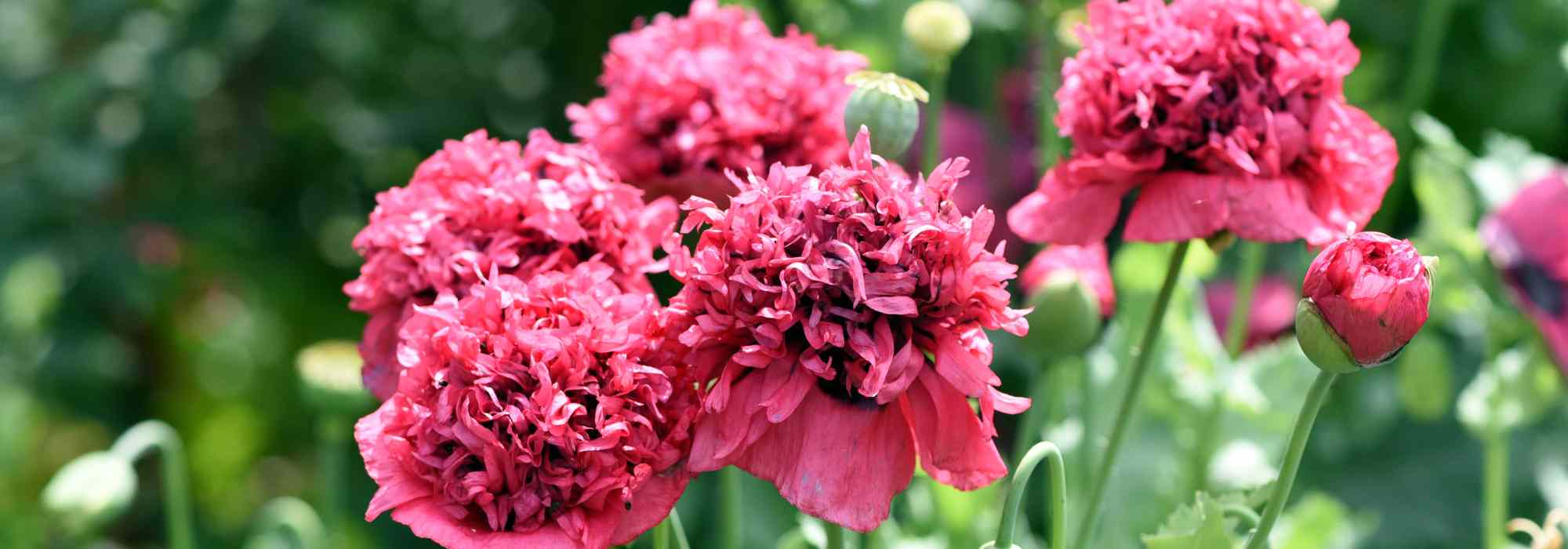 Klatsch-Mohn und Staudenmohn erfolgreich anbauen