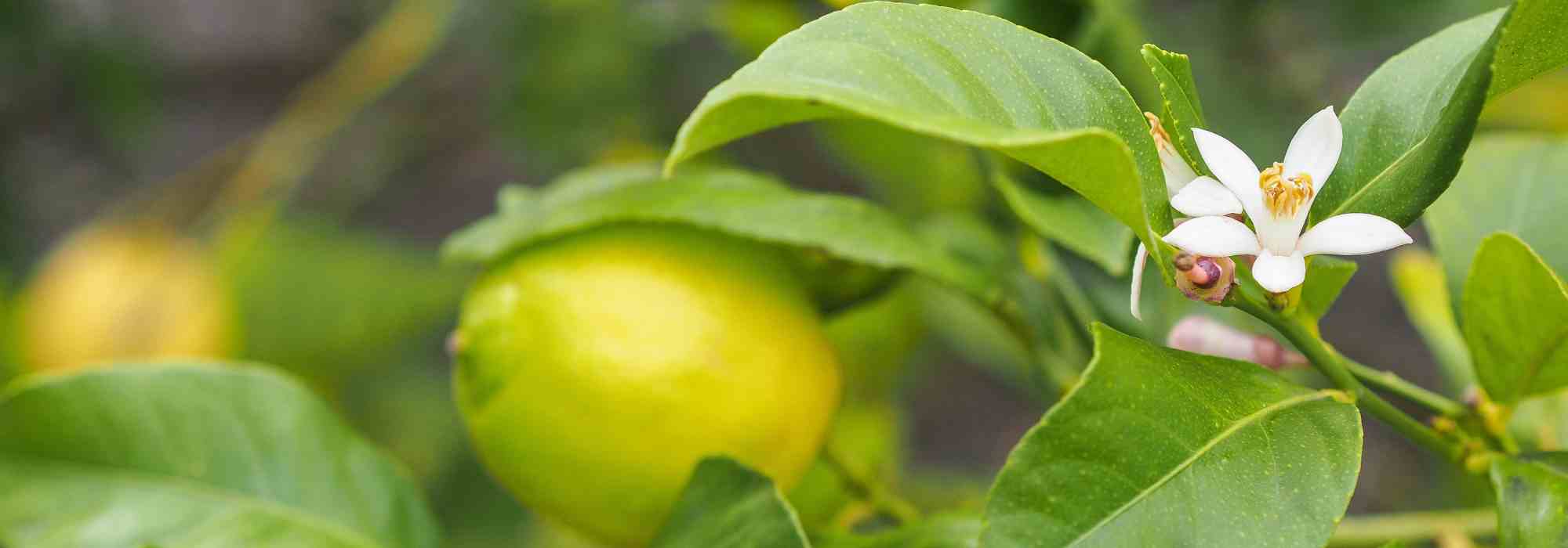 Warum tragen meine Zitrusfrüchte keine Früchte?